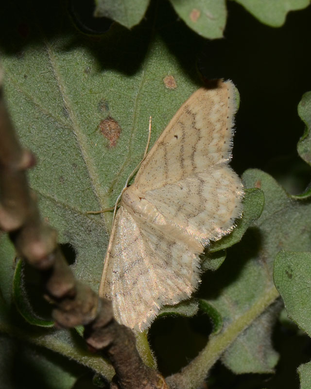Geometridae da identificare